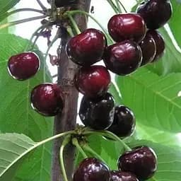 Саджанець Agro-Market Вишня Чернокорка (літній сорт, середньостиглий термін дозрівання) (17575) 1 шт. в упаковці