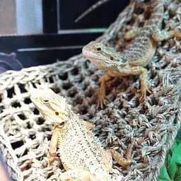 Гамак для рептилій Repti-Zoo Seaweed Hammock L DC10P 45x30x30 см з натуральних водоростей - мініатюра 6