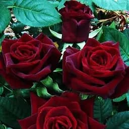 Роза чайно-гибридная Agro-Market Черная магия саженец класса АА+ высший сорт 1 шт. в упаковке (44190)