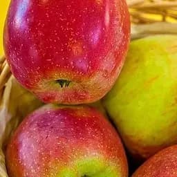 Саджанець Agro-Market Яблуня Флоріна (зимовий сорт, пізній термін дозрівання) (15758) 1 шт. в упаковці