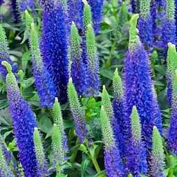 Вероніка Колосиста "Ulster Dwarf Blue" (189454) 1 саженец