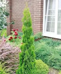 Саджанець Agro-Market Туя західна Spiralis С5 висота 60-70 см 1 шт. в упаковці (176865)