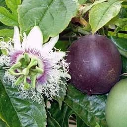 Саджанець Agro-Market Маракуйя Бразильська їстівна (1шт.) (26682)