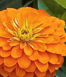 Насіння Весна Цинія жоржиноквіткова Помаранчева (у банці) 5 г (46754)