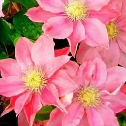 Клематис Agro-Market Little Mermaid 1 саженец в упаковке (43949)