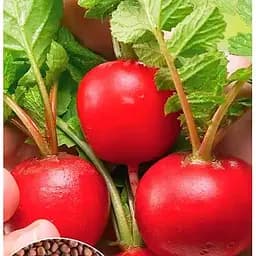 Насіння Весна на вагу Редис Красочка ціна за 10 г (177704)