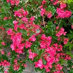 Ескалонія "Donard Radiance" (177267) 1 саженец