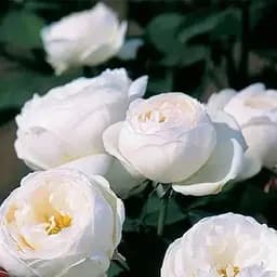 Троянда англійська Agro-Market Фаєр Б'янка саджанець класу АА+ вищий сорт 1 шт. в упаковці (178119)