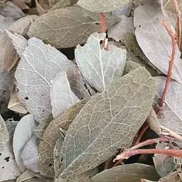 100 г голубика лист/трава - свежий урожай