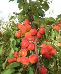 Саджанець Agro-Market Абрикос Космос (літній сорт, ранній термін дозрівання) 1 шт. в упаковці (182864)