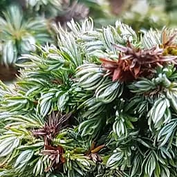 Саджанець Agro-Market Кипарисовик 3-х річний горохоплідний Boulevard С1.5 висота 40-60см (181995)