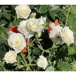 Троянда дрібноквіткова (спрей) Agro-Market ніжно-кремовий Наречена Bride саджанець класу АА+ преміальна рясно квітуча 1 шт. в упаковці (45967) - мініатюра 3