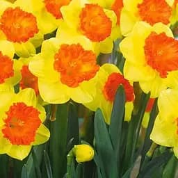 Нарцисс "Mirar" (186339) 2 шт