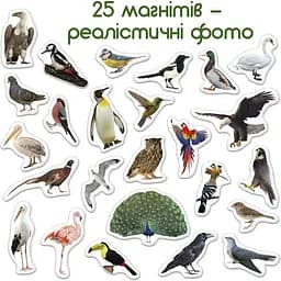 Набір магнітів Magdum Птахи ML4031-30 EN - мініатюра 4