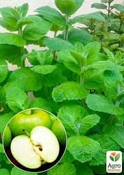 Саджанець Agro-Market М'ята Яблучна Mentha Rotundifolia (контейнер Р9, Корневище) 1 шт. в упаковці (49186) - мініатюра 3