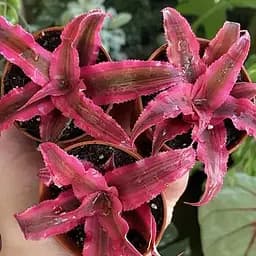 LMTD Криптантус Agro-Market Rubin Star высота растения 10-15см (188204) 1 саженец в упаковке