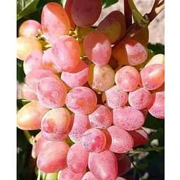 Саженец Agro-Market Виноград Соперник (сладкий розовый мускат) (183605) 1 шт.