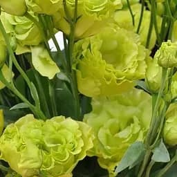 Эустома махровая "Mariachi Lime Green" укоренена в контейнере Р9 (51993) 1 саженец