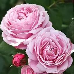 Роза английская Agro-Market Dieter Muller саженец класса АА+ высший сорт 1 шт. в упаковке (181417)