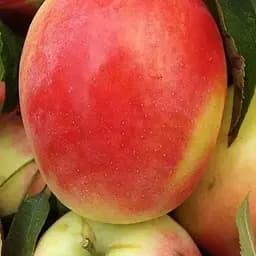 Саджанець Agro-Market Яблуня Кандиль синап (осінній сорт, середній термін дозрівання) (46268) 1 шт. в упаковці - мініатюра 2