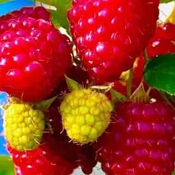 Малина Agro-Market "Недосягаемая" (ремонтантный зимостойкий крупноплодный сорт) 1-летний саженец (189503) 1 шт в упаковке