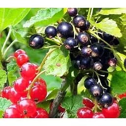 Саженец Agro-Market Смородина Микс сортов укоренена в контейнере 1 саженец (180817)