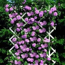 Роза плетистая Agro-Market с насыщенно-голубым оттенком Бурлеск Burlesque саженец класса АА+ 1 шт. в упаковке (103465)