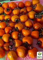 Саджанець Agro-Market Хурма Волове серце на віргінській морозостійкій підщепі 1 шт. в упаковці (26255) - мініатюра 2