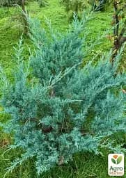 Саджанець Agro-Market Ялівець віргінський Grey Owl С3 висота 30-40 см 1 шт. в упаковці (71815) - мініатюра 2