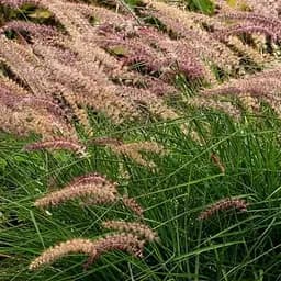 Пеннисетум восточный Agro-Market Karley Rosea С2 (189790) 1 саженец в упаковке