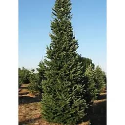 Саджанець Agro-Market Ялиця Фразера Pyramidalis Compacta (ком/сітка) висота 60-70 см 1 шт. в упаковці (184144)