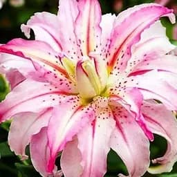 Лилия "Sweet Rosy" 1 шт (20823) 1 шт