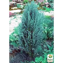 Саджанець Agro-Market Ялівець скельний Silver Star C2, висота 40-60 см (62123) - мініатюра 4