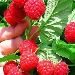 Малина Agro-Market "Glen Ample" (средний срок созревания, высокоурожайный сорт) 1-летний саженец (189643) 1 шт в упаковке