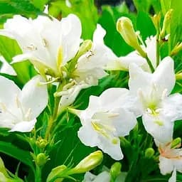 Саджанець Agro-Market Вейгела квітуча 2-річна Candida С2, висота 20-40см (153743)