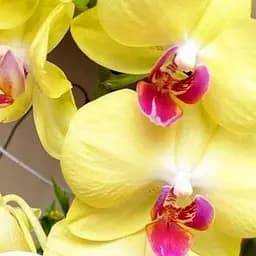 Саджанець Agro-Market Орхідея (Phalaenopsis) Lemon (50636) 1 шт. в упаковці (кімнатний)