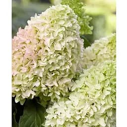 Гортензія волотиста 2-річна "Diamantino" висота саджанця 20-30см (186204) 1 саженец