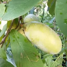 Азимина привитая SAB Overleese C1.5, высота 35-60 см (184647) 1 саженец в упаковке