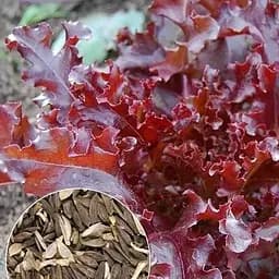 Насіння Agro-Market Салат Малинова куля на вагу ціна за 5 г (22077)