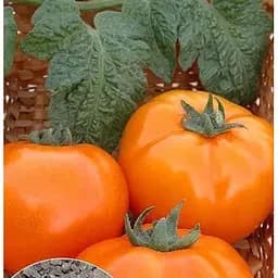 Насіння Весна на вагу Томат Хурма ціна за 1 г (22350)