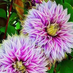 Саджанець Agro-Market Клематис Josephine (15846)