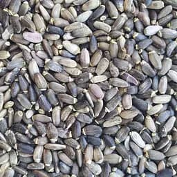 100 г розторопша плямиста плоди сушені - свіжий урожай