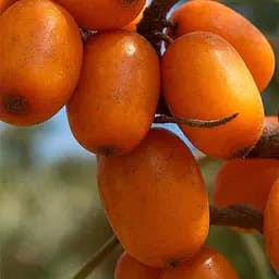 Облепиха "Елизавета" (женская) (ранний срок созревания, высокоурожайный и крупноплодный сорт) (187557) 1 саженец в упаковке