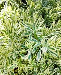 Саджанець Agro-Market Лаванда пестролиста зубчаста Meerlo (контейнер № 10 висота 10-15 см) (48064) 1 шт. в упаковці