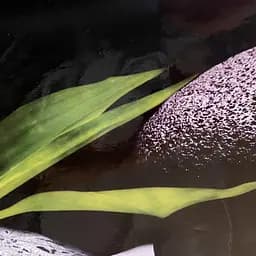 Вінілова наклейка на стіл Червона орхідея Чорне каміння ПВХ плівка чорний 60х120 см Happy Pocket Z180368 - мініатюра 8
