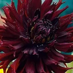 Жоржина "Kenora Macop-B" (118663) 1 шт