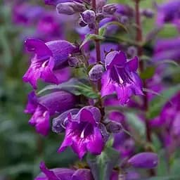 Пенстемон "Harlequin Purple" (186458) 1 саженец