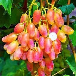 Саджанець Agro-Market Виноград Писанка (дуже ранній термін дозрівання) 1 шт. в пакуванні (38128)