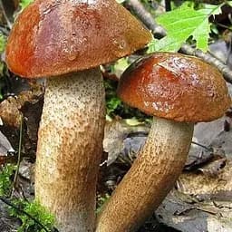 Сухий зерновий міцелій "Красноголовець звичайний" 10г (45503)