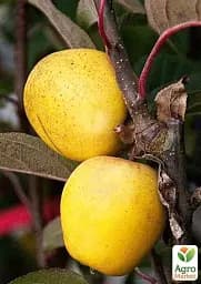 Саджанець Agro-Market Яблуня Пітмастон (з мускатно-горіховим смаком і ананасовим післясмаком, пізній термін дозрівання) 1 шт. в упаковці (71892) - мініатюра 2